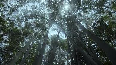 公园里的竹林环绕仰拍视频素材视频的预览图